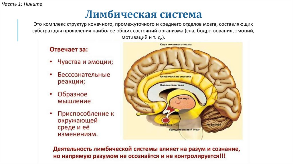 Лимбическая система схема