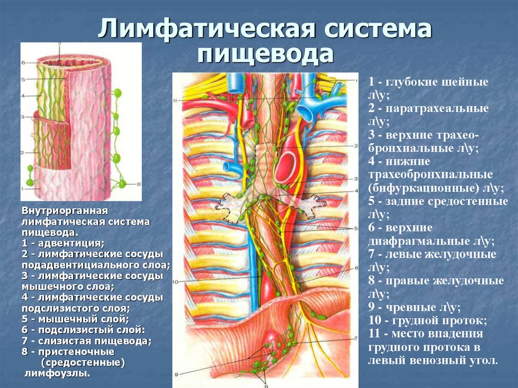 Нерв пищевода. Лимфатическая система пищевода. Сосуды и нервы пищевода. Опухоли пищевода классификация. Интрамуральная нервная система пищевода.