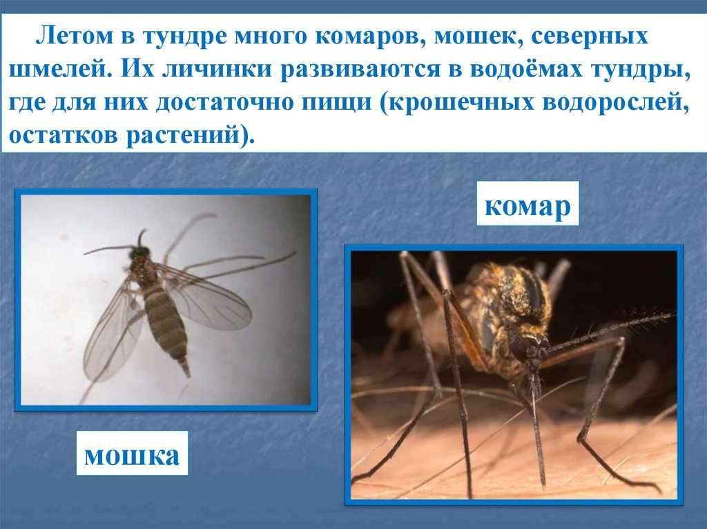 В каком месяце комары. Комары в тундре. Комары в тундре летом. Мошка в тундре. Кровососущие насекомые в тундре.