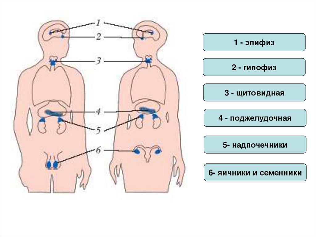 Расположение желез внутренней и смешанной секреции рисунок