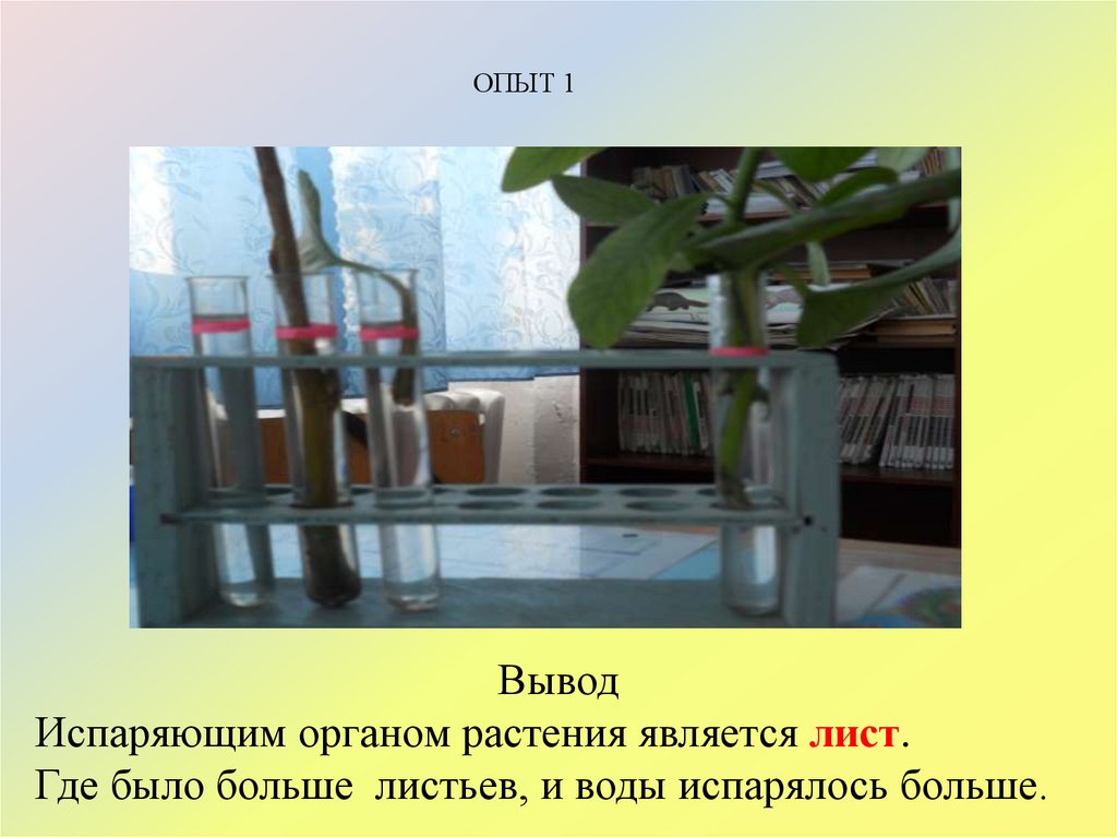 Проделайте опыт доказывающий что листья испаряют воду рисунок 112