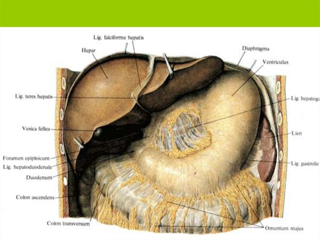 Полость в тканях органа. Сальник брюшной полости анатомия. Желудочно ободочная связка. Связки брюшины анатомия. Сумки брюшины топографическая анатомия.