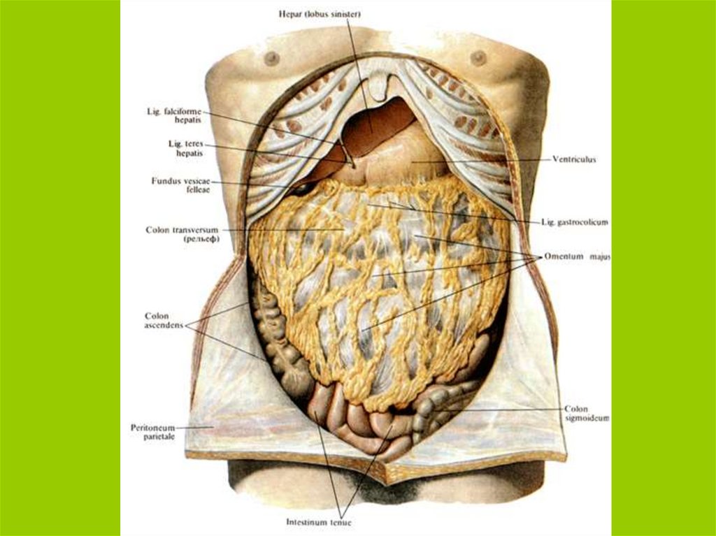 Большая анатомия. Большой сальник анатомия человека. Большой сальник топографическая анатомия. Брюшина сальники анатомия. Тонкая кишка анатомия сальник.