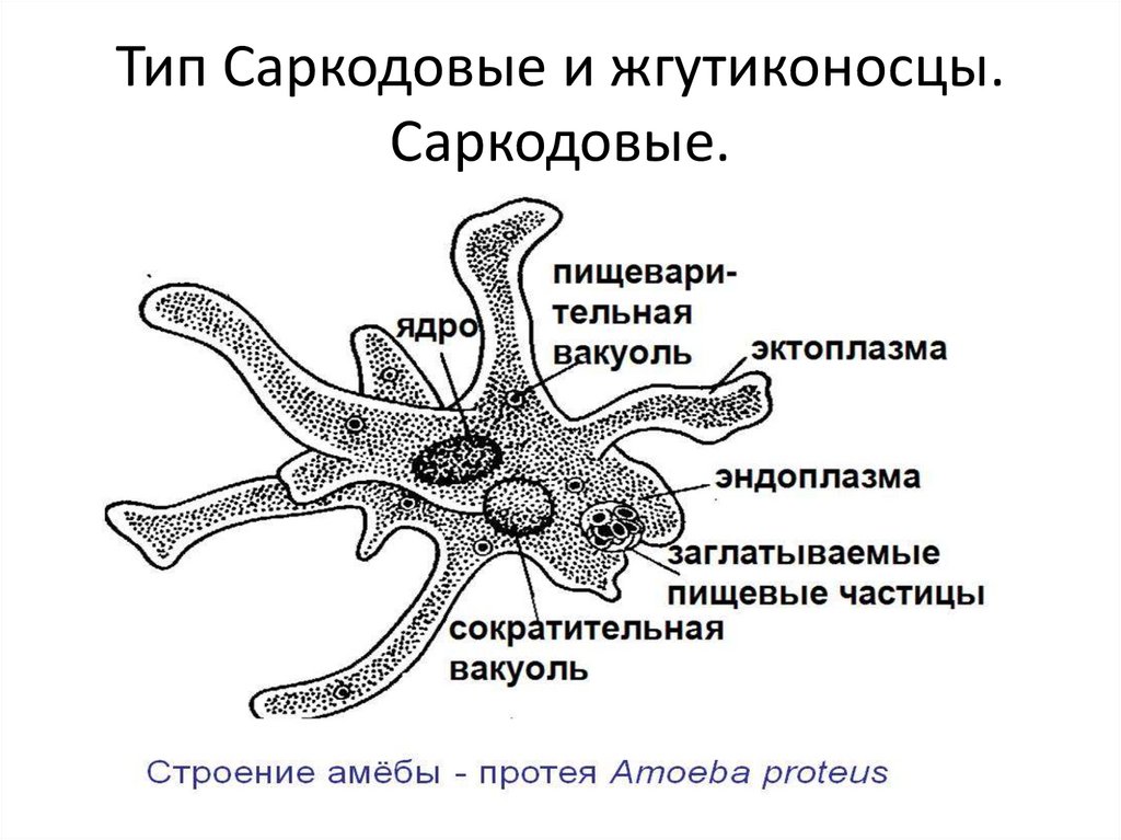 Амеба систематика. Представители класса Саркодовые корненожки. Тип Саркодовые ( Sarcodina ).