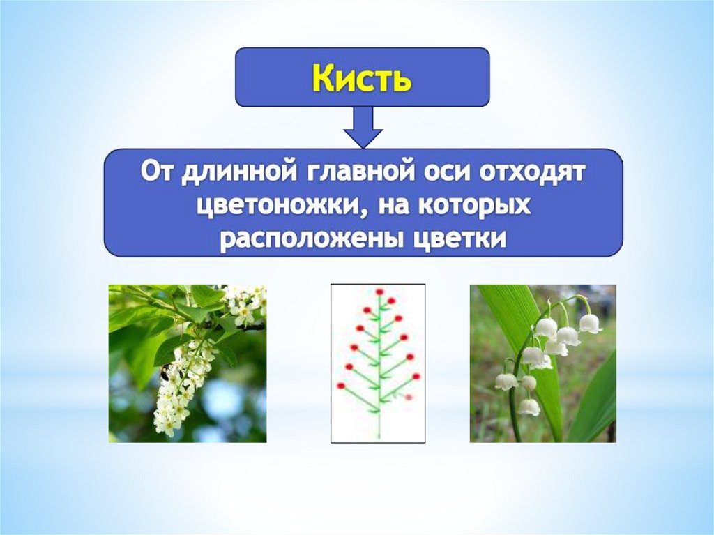 Презентация соцветия 6 класс биология пасечник