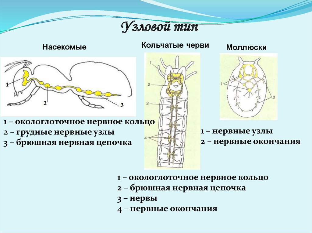 Рак брюшная нервная цепочка. Узловая нервная система у кольчатых червей. Узловая нервная система. Типы нервной системы.