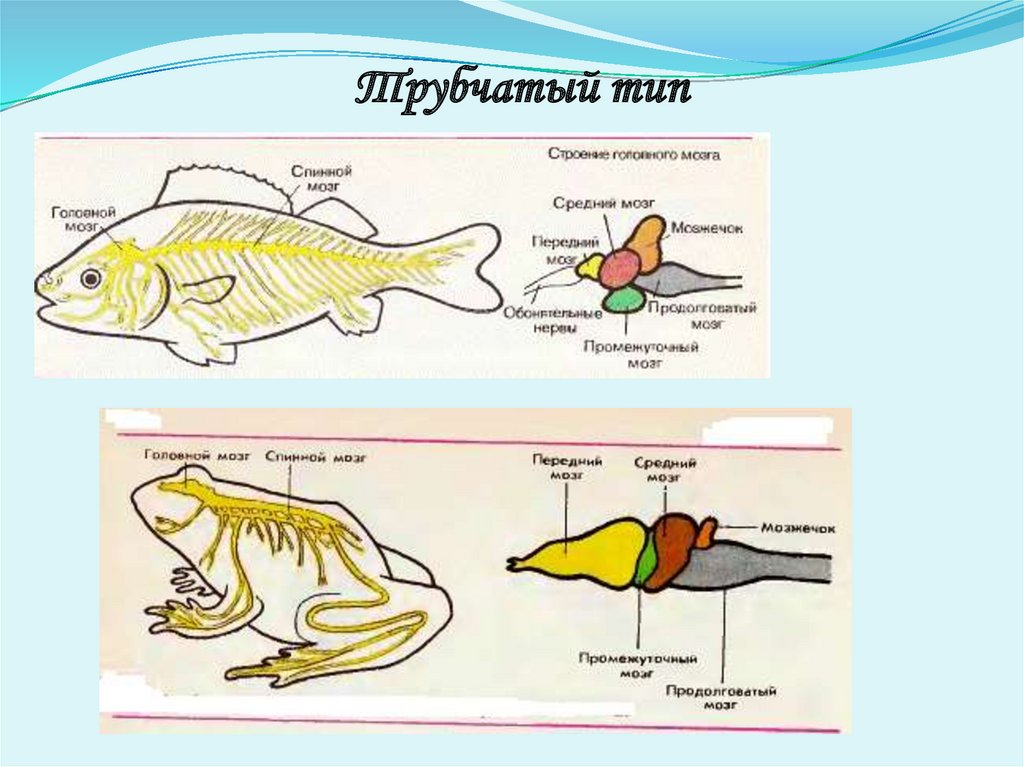 Типы нервной системы организмов