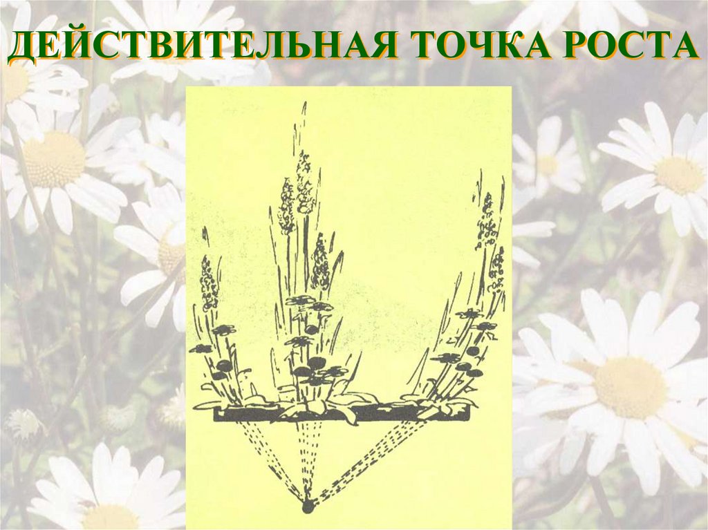 ДЕЙСТВИТЕЛЬНАЯ ТОЧКА РОСТА