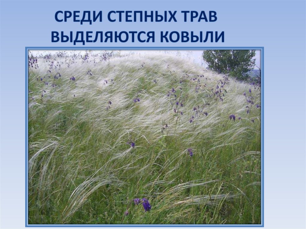 Какие природные зоны есть в степи. Зона степей ковыль. Ковыль трава Степная. Природный мир в степи. Степи России презентация.