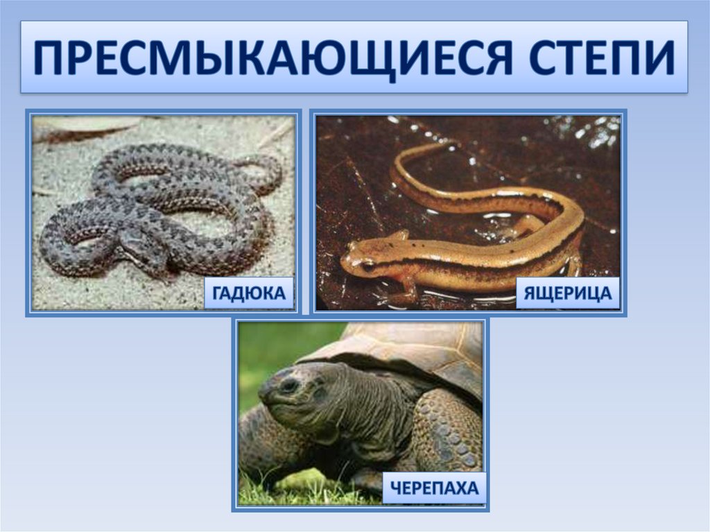 Змеи ящерицы природная зона. Пресмыкающиеся в зоне степей. Пресмыкающиеся степи России. Рептилии степи России. Пресмыкающиеся пресмыкающиеся.