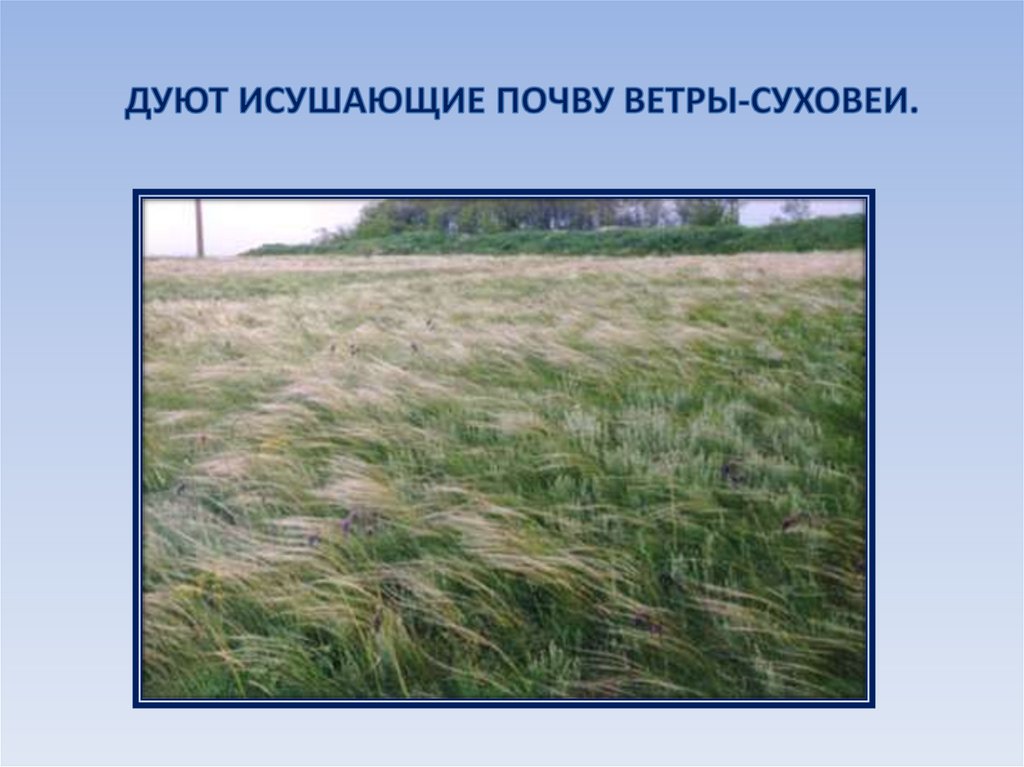 Степная природная зона почва. Природные зоны России 4 класс окружающий мир степи. Зона степей 4 класс окружающий мир. Степь слайд. Степи России презентация.