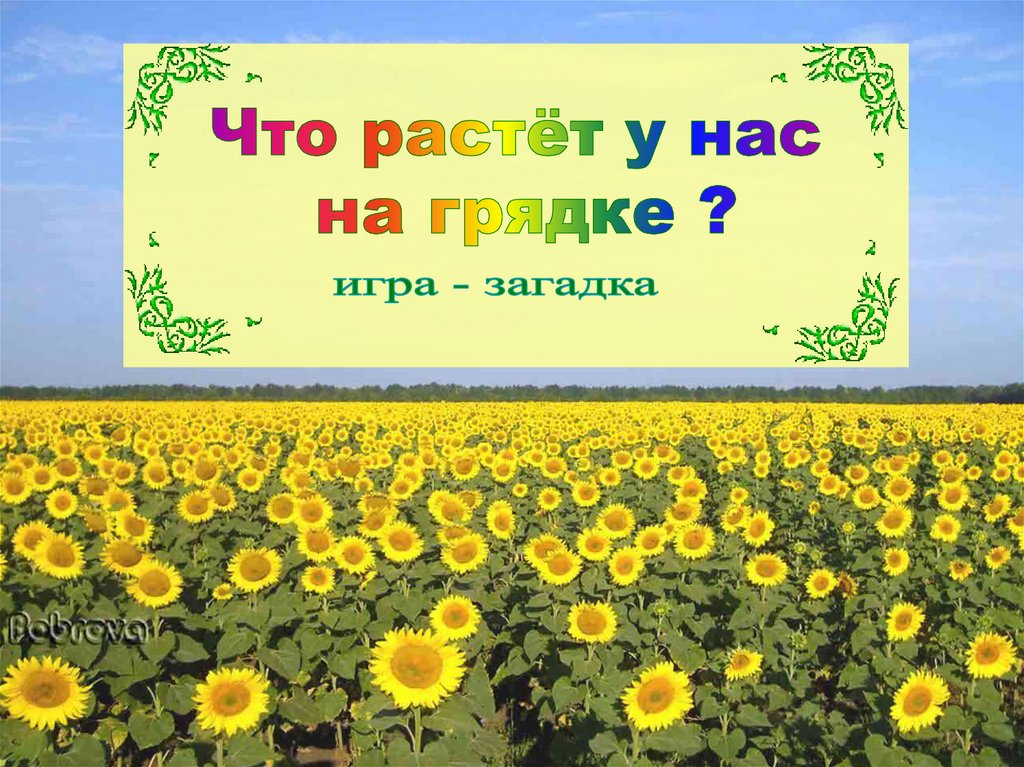 Потому что растет. Презентация что растет на грядке. Что растет у нас на грядке. Проект что растет на грядке. Викторина что растет на грядках.