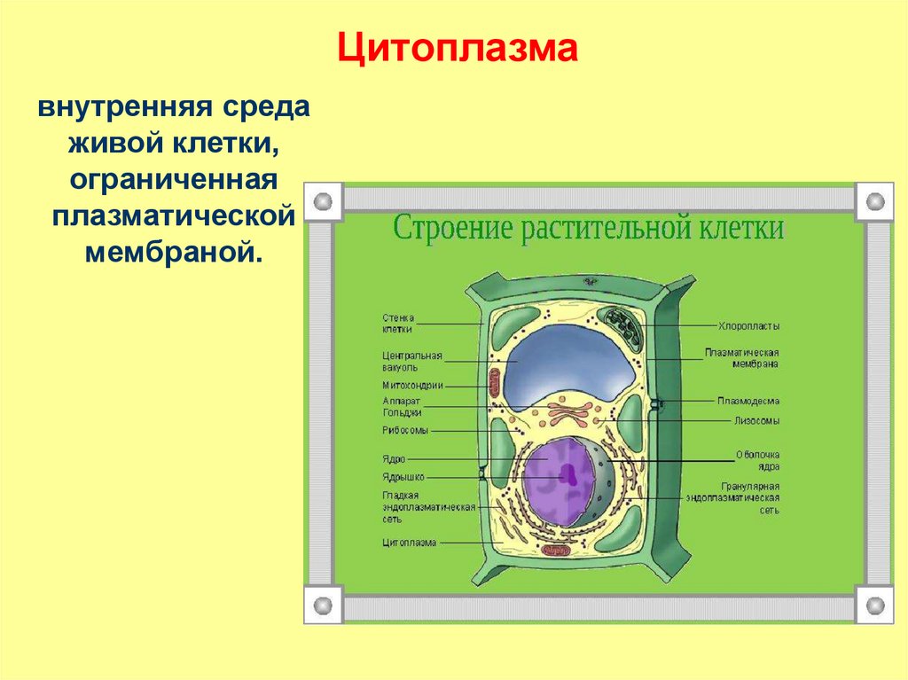 В какой клетке находится цитоплазма. Строение цитоплазмы клетки растений. Цитоплазма растительной клетки строение и функции. Функция цитоплазмы в растительной клетке. Строение растительной клетки структуры и функции.