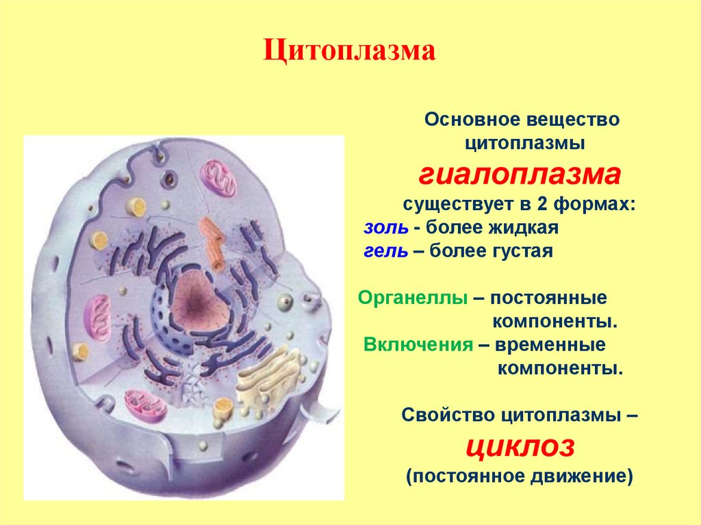 Клетка без цитоплазмы. Строение цитоплазмы растительной клетки. Клеточная структура цитоплазмы. Цитоплазма рисунок строение функции. Строение цитоплазмы клетки.