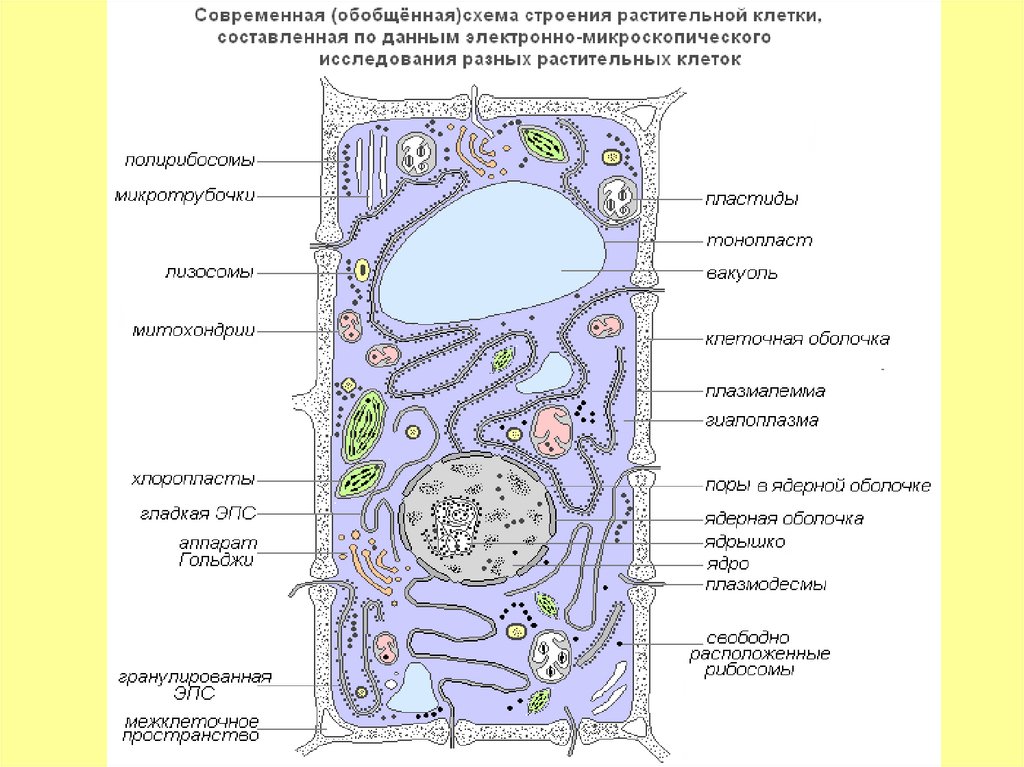 Есть ли у растений клетки. Структура растительной клетки схема. Схема органелл растительной клетки строение. Обобщенная схема строения растительной клетки. Структура растительной клетки рисунок с обозначением.