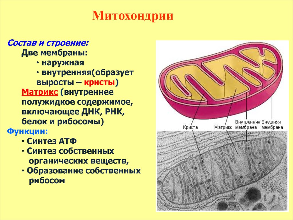 Структура клетки с двумя мембранами. Внутренняя мембрана митохондрий это Матрикс. Матрикс митохондрий. Функции наружной мембраны митохондрий. Наружная мембрана Матрикс Кристы.