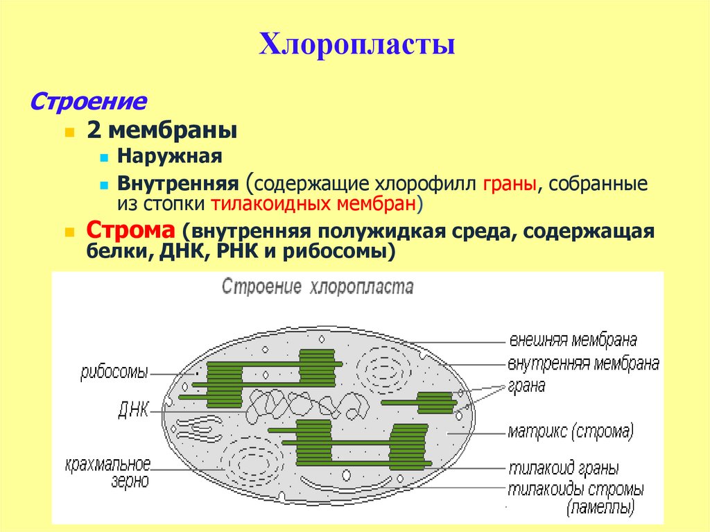 Какие структуры в ядрах содержат днк. Органоид хлоропласт строение. Хлоропласты растительной клетки строение и функции. Структура органоидов хлоропласт. Строение хлоропласта Строма.