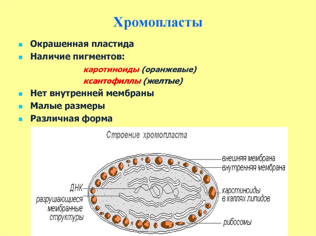 Фотосинтез осуществляется в хромопластах