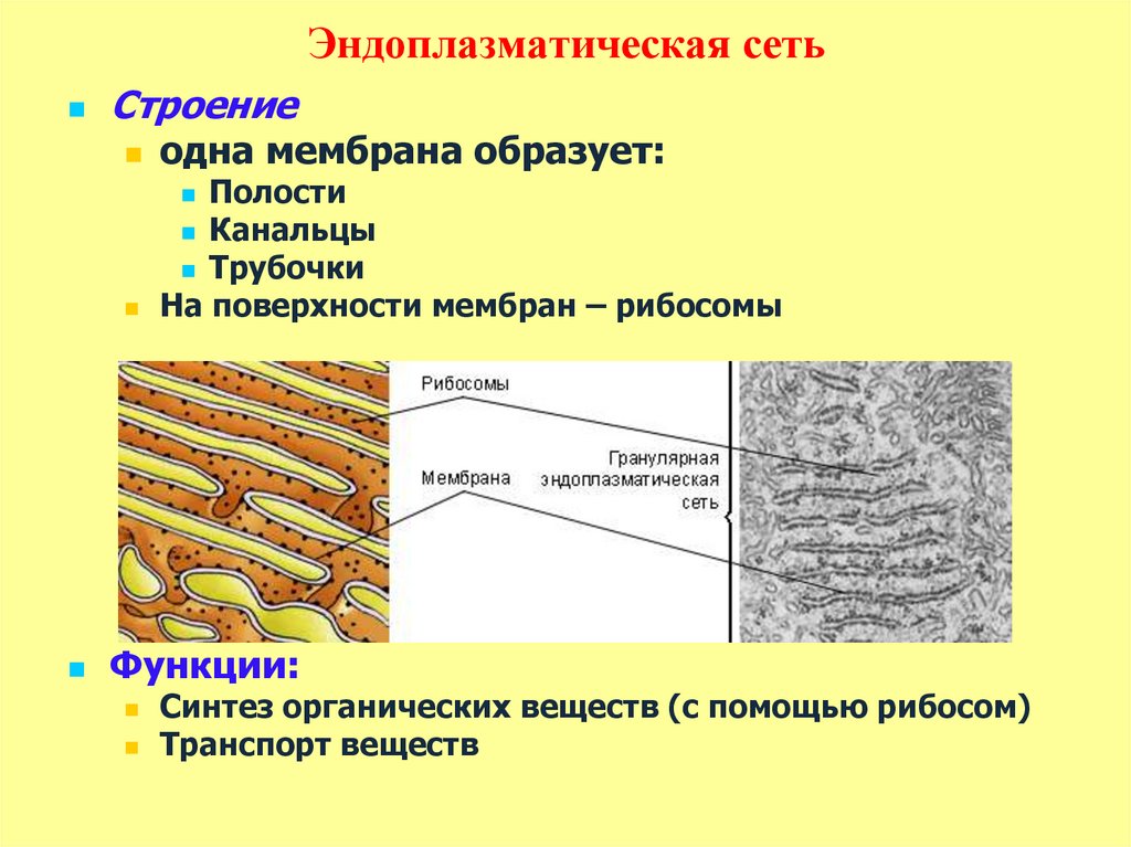 Синтез белка шероховатая эпс. Гладкая эндоплазматическая сеть у животных.