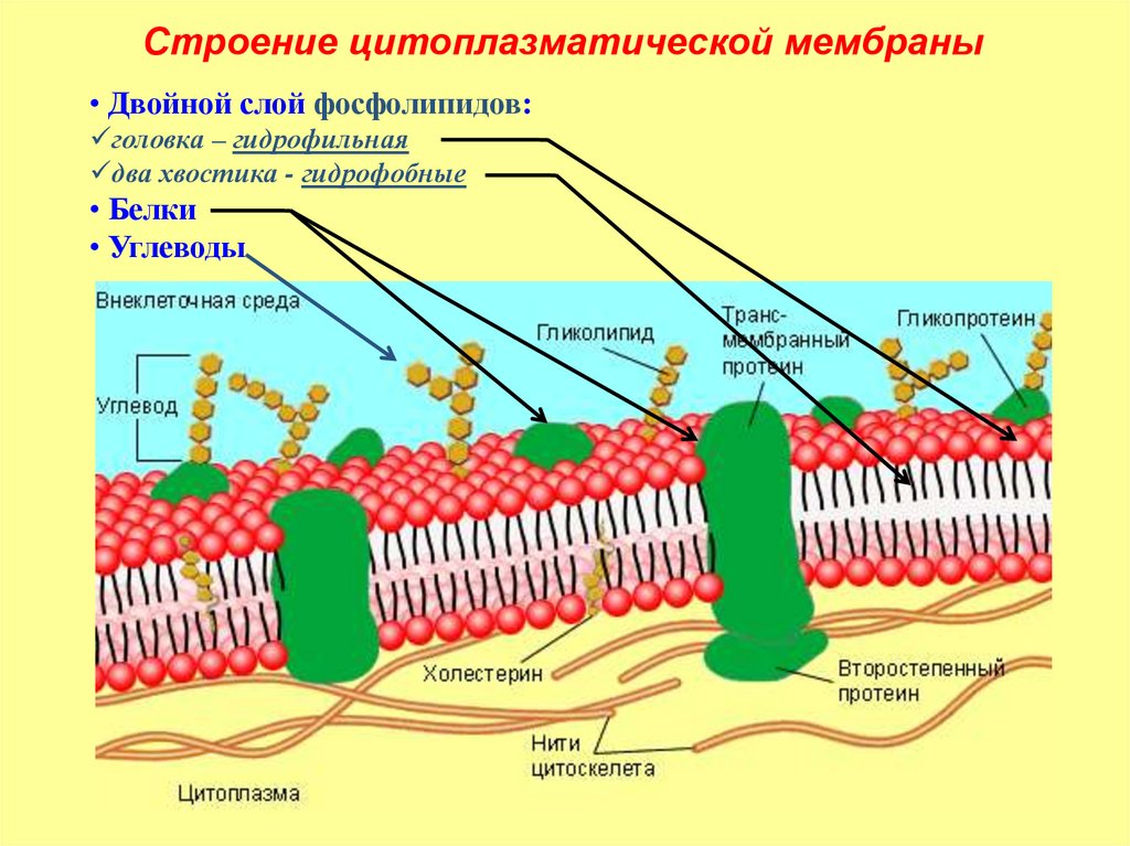 Эукариотическая клетка плазматическая мембрана. Структура клетки плазматическая мембрана. Строение цитоплазматической мембраны. Цитоплазматическая мембрана строение и функции. Строение наружной цитоплазматической мембраны.