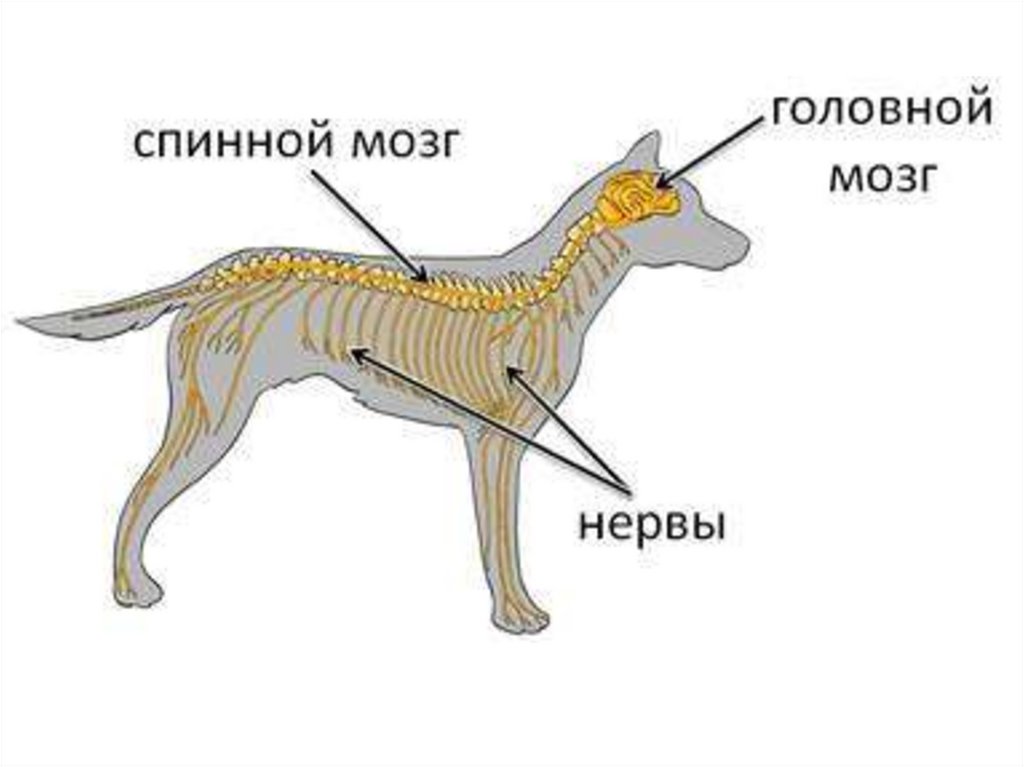 Нервная животных. Анатомия спинного мозга собаки. Периферическая нервная система собаки. Головной и спинной мозг у млекопитающих. Нервная система собаки схема.