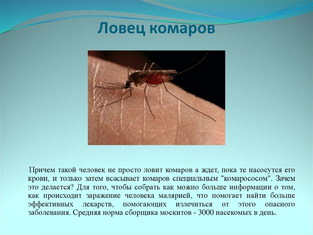 Где живет комарова. Комары презентация. Ловец комаров профессия. Ловитель комаров.