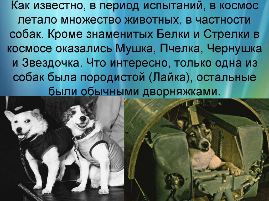 Как известно, в период испытаний, в космос летало множество животных, в частности собак. Кроме знаменитых Белки и Стрелки в