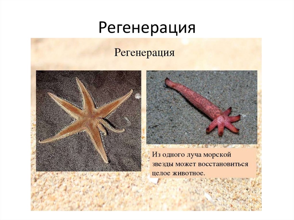 Половое размножение морской звезды. Иглокожие черви. Иглокожие размножение 3 класс. Бесполое размножение иглокожих. Фрагментация иглокожих.