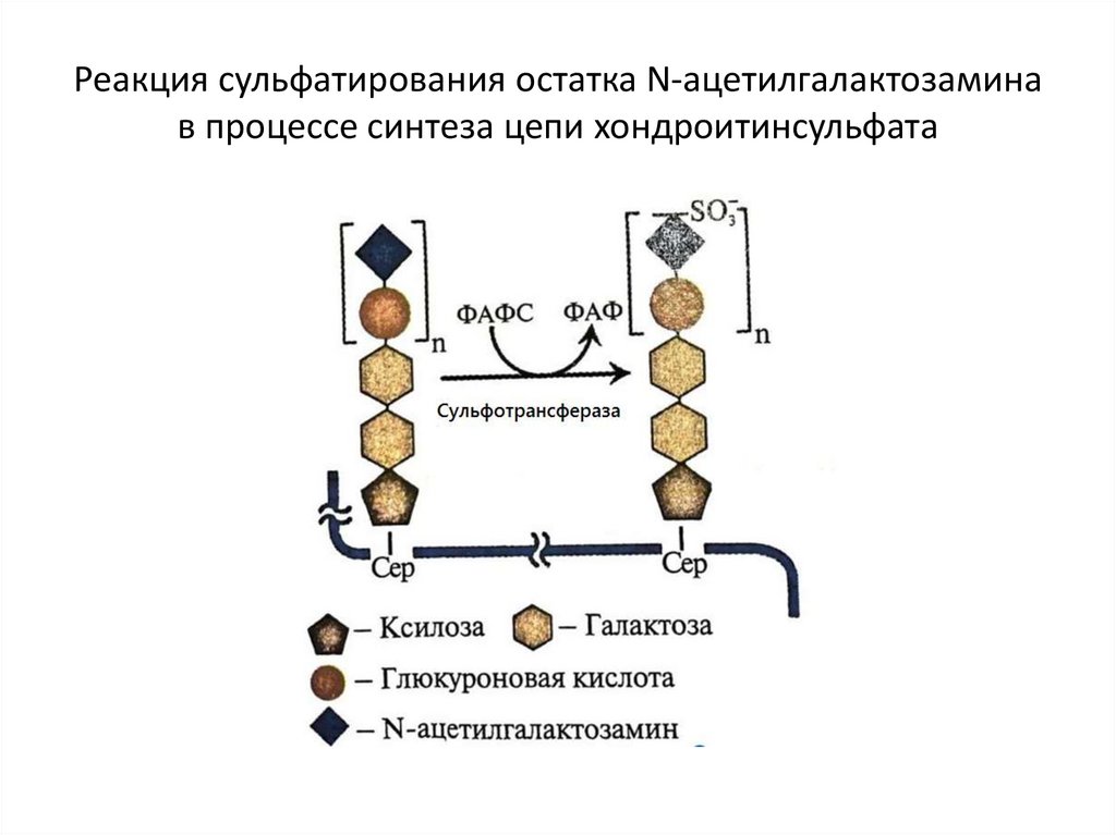 Реакция сульфатирования остатка N-ацетилгалактозамина в процессе синтеза цепи хондроитинсульфата