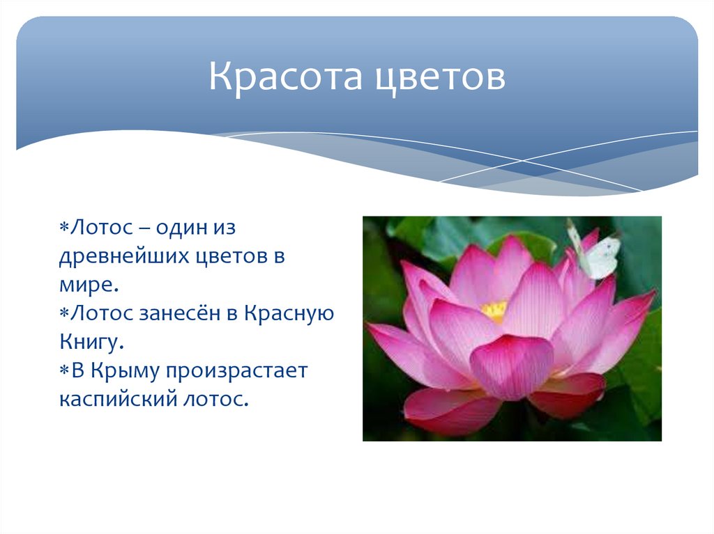 Описание красоты цветов. Сады бутчартов затонувший сад. Презентация цветочного магазина. Фоторассказ красивые растения. Описание красоты цветов.