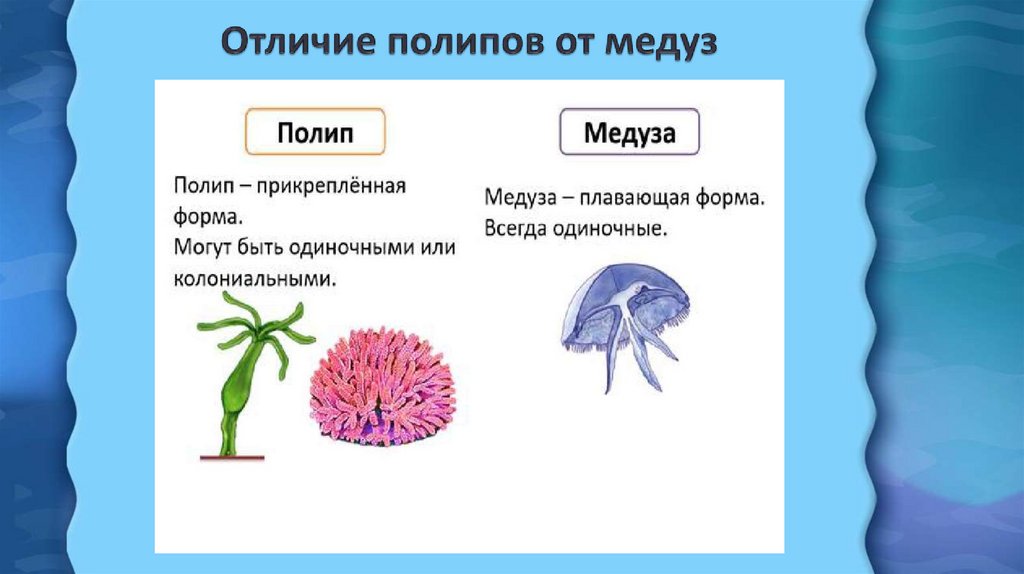 Группы организмов кишечнополостные. Кишечнополостные полипы и медузы. Строение полипа кишечнополостных. Сцифоидные полипы. Тип Кишечнополостные.
