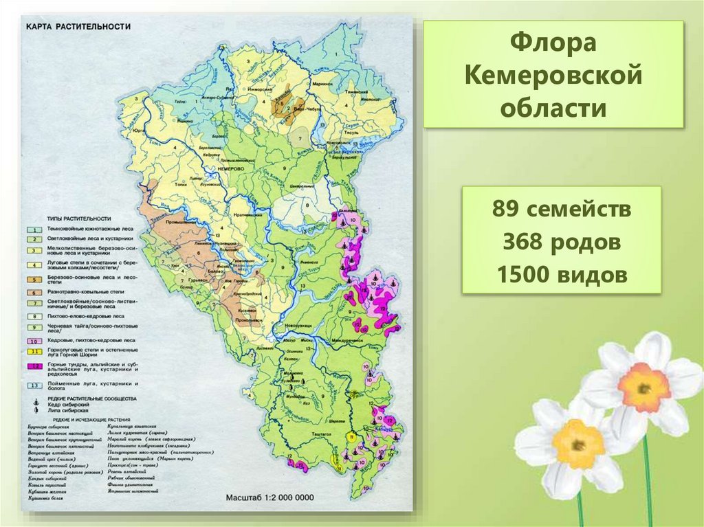 Флора и фауна кузбасса презентация