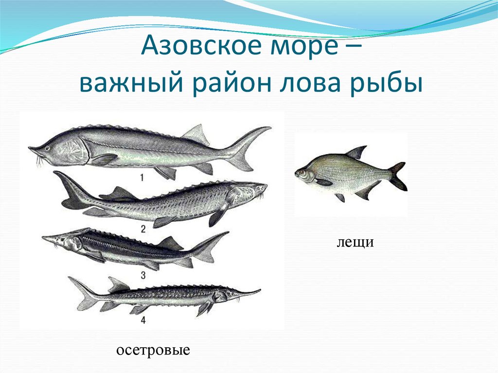 Азовское море – важный район лова рыбы