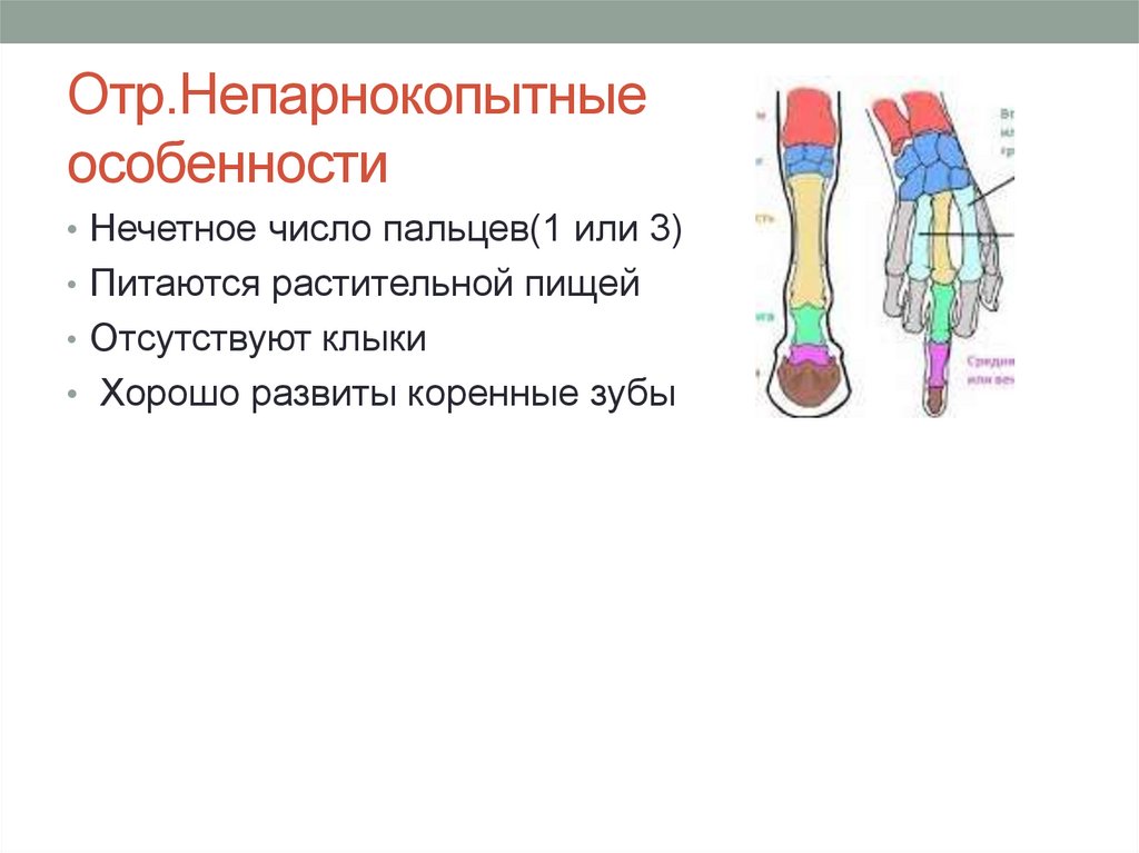 Презентация парнокопытные и непарнокопытные презентация 7 класс