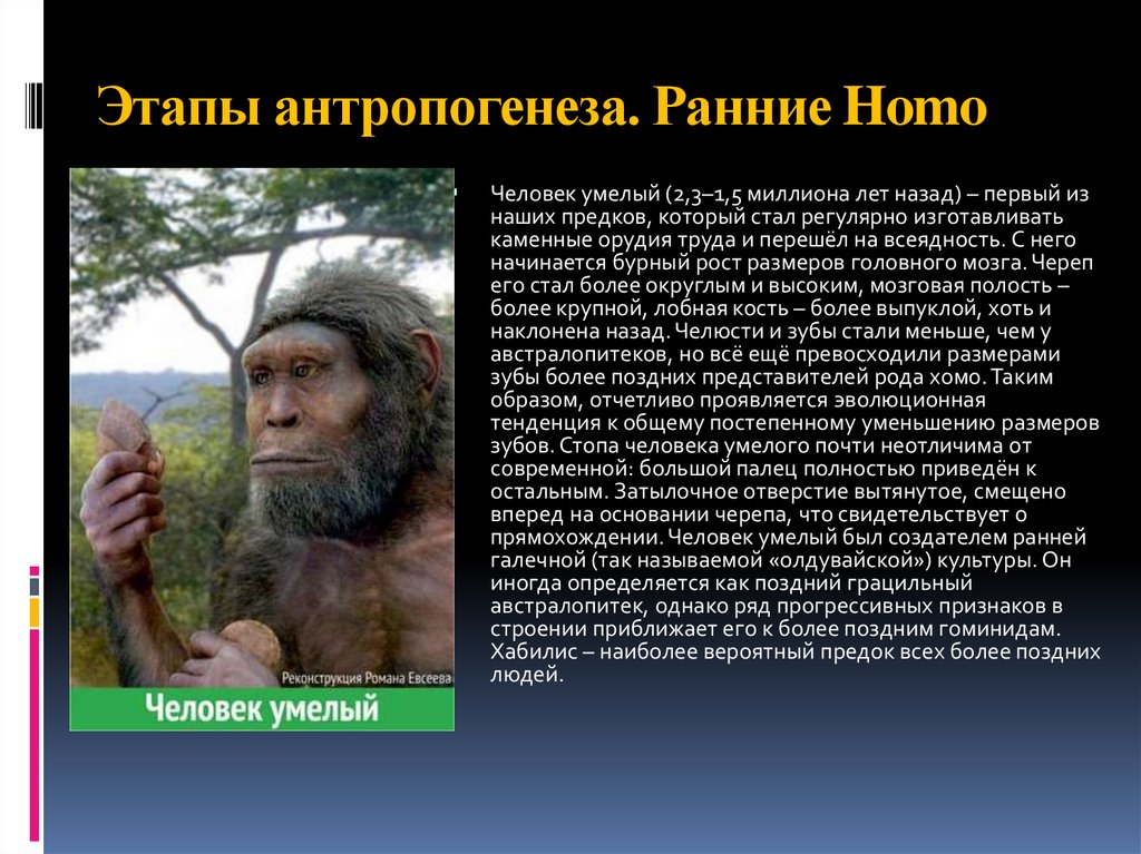 Ранние homo