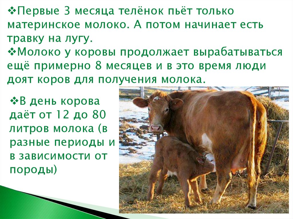 Теленок не пьет что делать. Корова молоко. Теленок пьет молоко у коровы. Когда корова дает молоко. Молочный корова сколько молока дает.