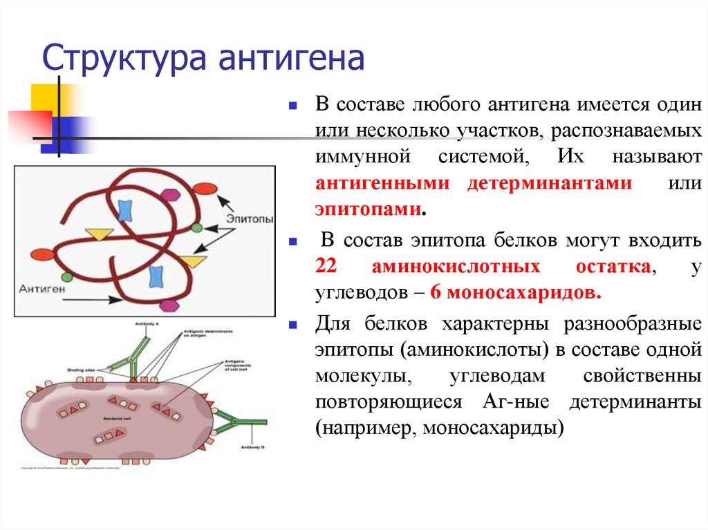 Антигенные свойства бактерий