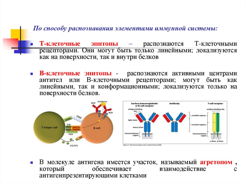 Презентация антигенов иммунология