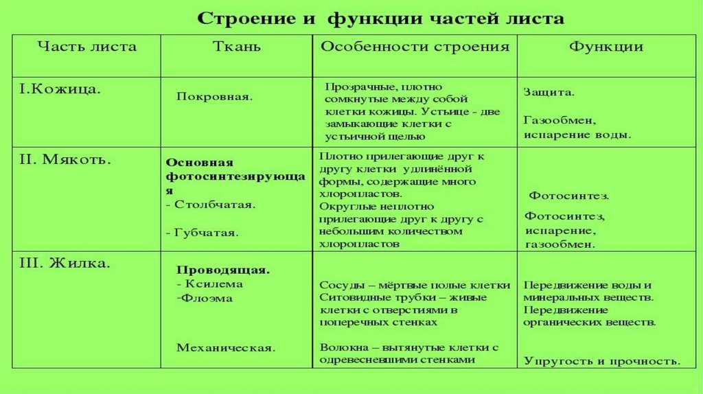 Взаимосвязь внутреннего строения листа и его функции