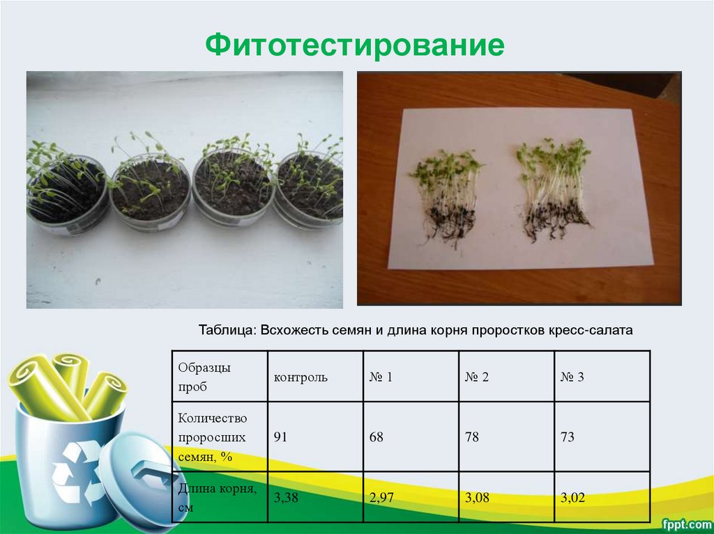 Салат какая почва. Кресс-салат семя проростка. Таблица всхожести семян. Таблица прорастания семян. Кресс-салат биотестирование.
