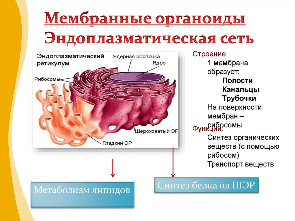 Мембрана эндоплазматической сети функции. Мембранные органоиды. Мембранные органоиды клетки. Строение органоидов.