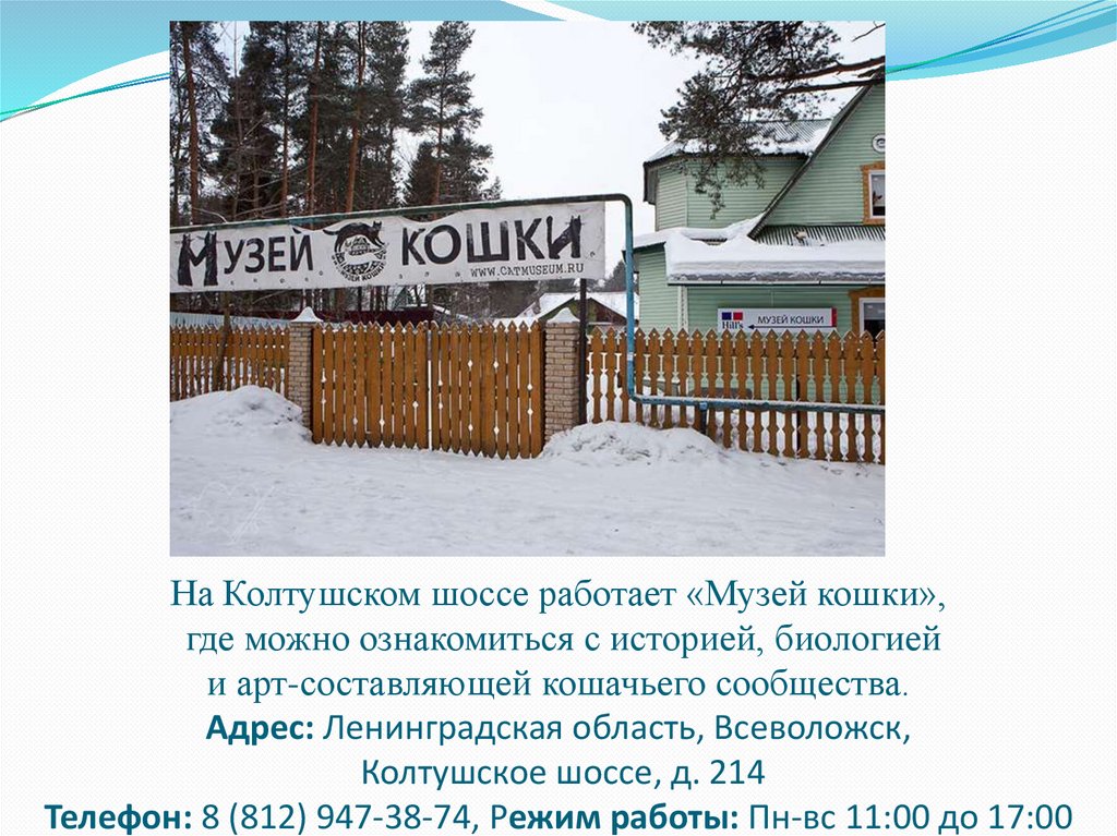 На Колтушском шоссе работает «Музей кошки», где можно ознакомиться с историей, биологией и арт-составляющей кошачьего