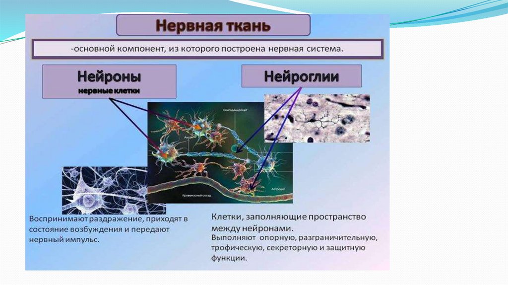 Опорная и защитная функция