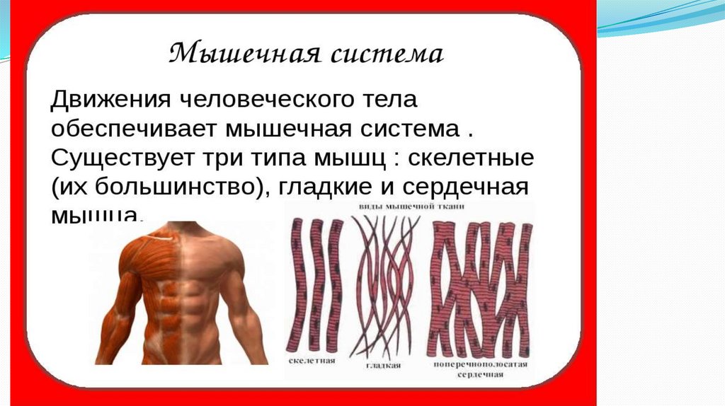 Защитные функции организма. Назначение НМФ В организме человека. Физиологическая роль в организме титана.