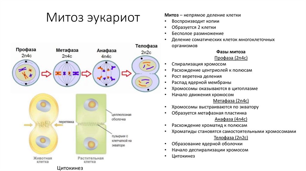 Деление эукариотической клетки митоз. Схема непрямого деления клетки митоз. Деление характерное для соматических клеток