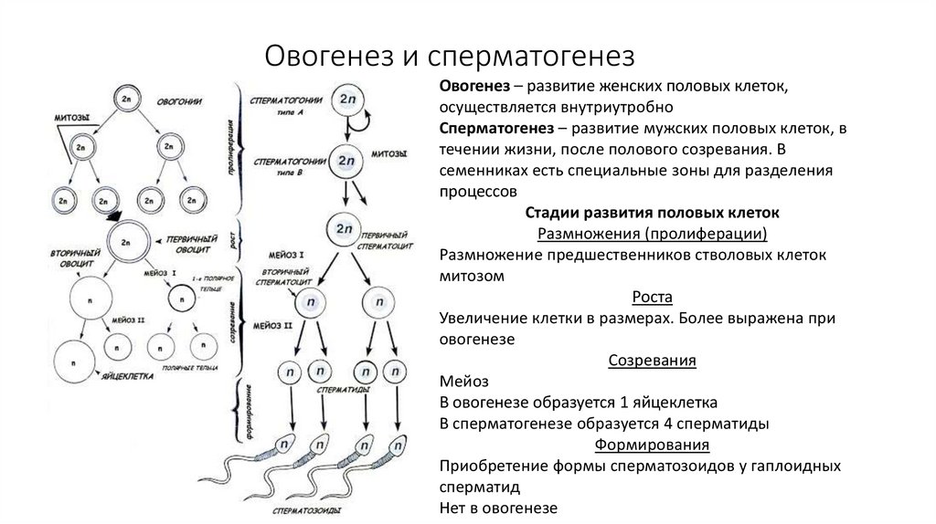 Сперматогенез и овогенез презентация