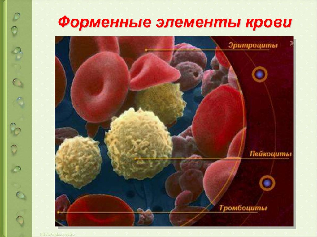 Форменные элементы формы. Форменные элементы кров. Элемент крови. Клетки крови форменные элементы крови. Эритроциты лейкоциты тромбоциты.