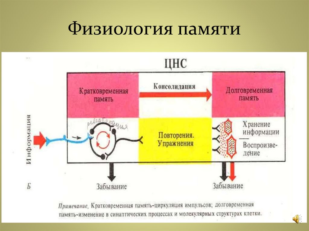 Память презентация по физиологии