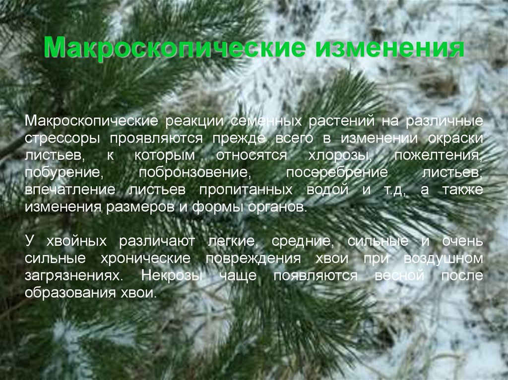 Сосна вывод. Биоиндикация загрязнения воздуха по состоянию сосны. Оценка состояния сосны обыкновенной. Вывод сосны. Метод биоиндикации атмосферного воздуха по сосне.