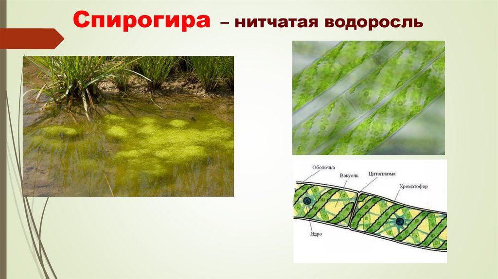 Спирогира является. Нитчатая водоросль спирогира. Зеленые водоросли спирогира. Спирогира зеленая нитчатая водоросль. Харовой водоросли спирогиры.